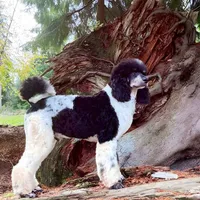 Brody-Pending, a male Poodle - Multi-Colored Standard for sale in Bellingham, WA – Photo 2 of 3