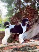 Brody, a male Poodle - Multi-Colored Standard for sale in Bellingham, WA – Photo 2 of 3
