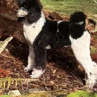 Brody-Pending, a male Poodle - Multi-Colored Standard for sale in Bellingham, WA – Photo 3 of 3
