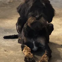 F1B Aussiedoodle, a female Aussiedoodle for sale in Bellingham, WA – Photo 2 of 2