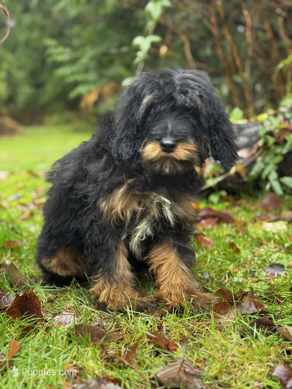 F1B Aussiedoodle