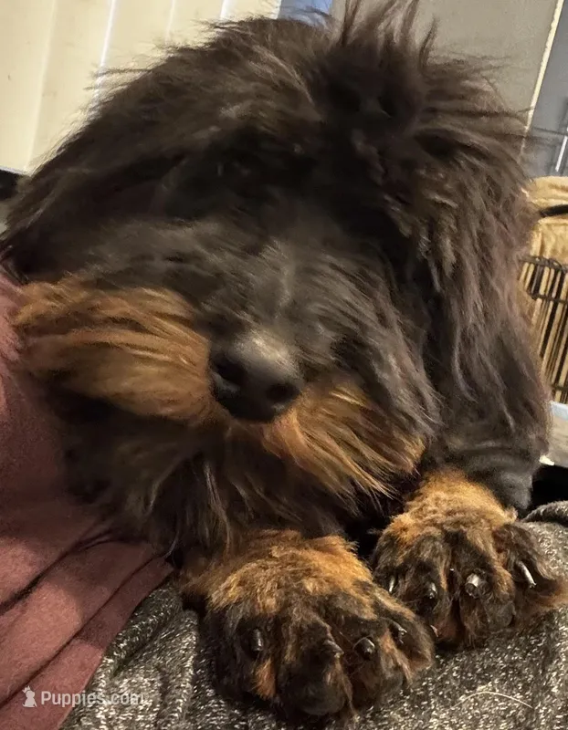 F1B Aussiedoodle