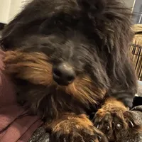 F1B Aussiedoodle, a female Aussiedoodle for sale in Bellingham, WA – Photo 1 of 2