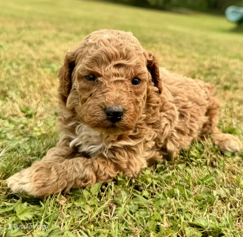 Male 2 – Poodle - Miniature  puppy for sale in Bellingham, WA