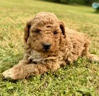Male 2, a male Poodle - Miniature  for sale in Bellingham, WA – 3 of 6