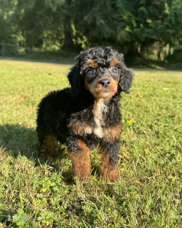 Female 1 – Poodle - Miniature  puppy for sale in Bellingham, WA