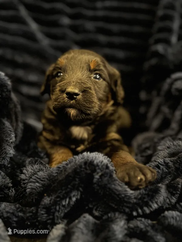 Ares-Mountain Aussidoodle