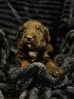 Ares-Mountain Aussidoodle, a male Bernese Mountain Dog and Aussiedoodle for sale in Bellingham, WA – Photo 1 of 3