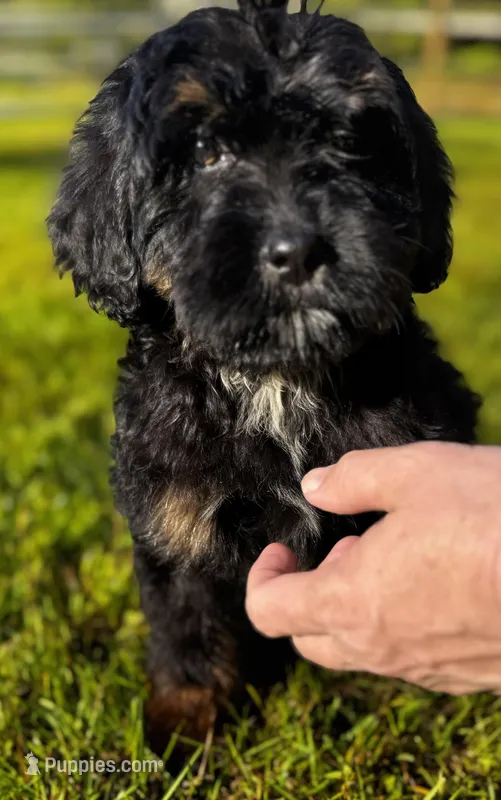 Ares-Mountain Aussidoodle – Bernese Mountain Dog, Aussiedoodle puppy for sale in Bellingham, WA