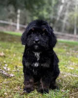 Ares-Mountain Aussidoodle, a male Bernese Mountain Dog and Aussiedoodle for sale in Bellingham, WA – Photo 1 of 4