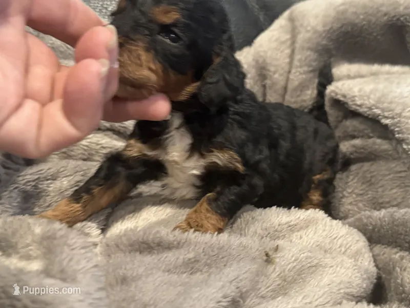 Male 1 – Poodle - Miniature  puppy for sale in Bellingham, WA