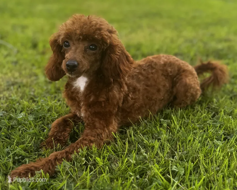 Kanga – Poodle - Miniature  puppy for sale in Bellingham, WA