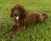 Kanga, a male Poodle - Miniature  for sale in Bellingham, WA – 1 of 2