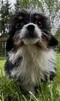 Macha, a male Pembroke Welsh Corgi and Poodle - Miniature  for sale in Bellingham, WA – 2 of 2