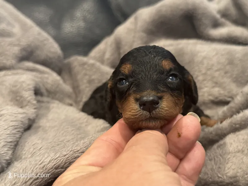 Female 1 – Poodle - Miniature  puppy for sale in Bellingham, WA