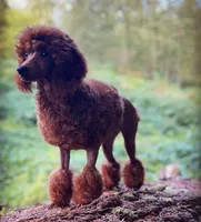 Male 3, a male Poodle - Miniature  for sale in Bellingham, WA – 2 of 3
