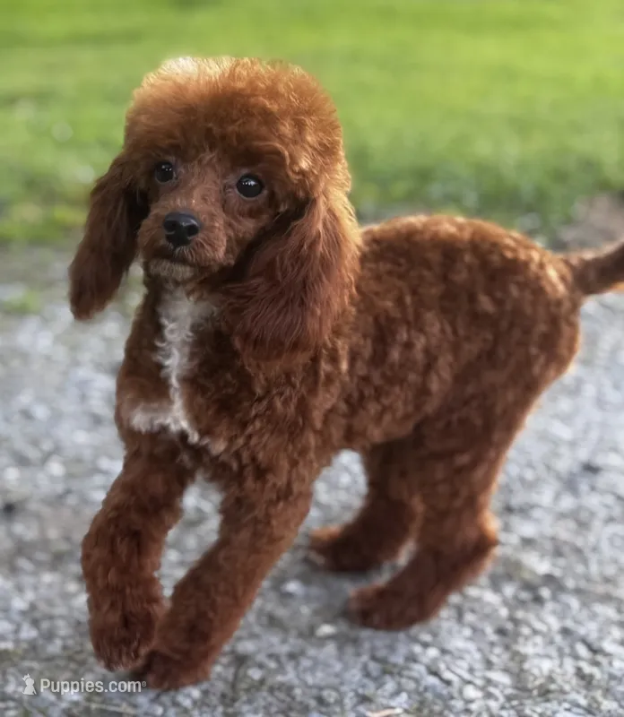 Pooh Bear – Poodle - Miniature  puppy for sale in Bellingham, WA