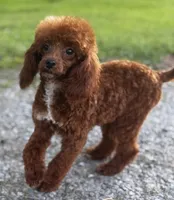 Pooh Bear-PENDING, a male Poodle - Miniature  for sale in Bellingham, WA – 1 of 9