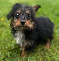 Mocha, a male Pembroke Welsh Corgi and Poodle - Miniature  for sale in Bellingham, WA – 2 of 2