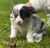 Chester, a male Pembroke Welsh Corgi for sale in Bellingham, WA – Photo 1 of 3