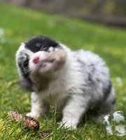 Chester, a male Pembroke Welsh Corgi for sale in Bellingham, WA – Photo 2 of 3