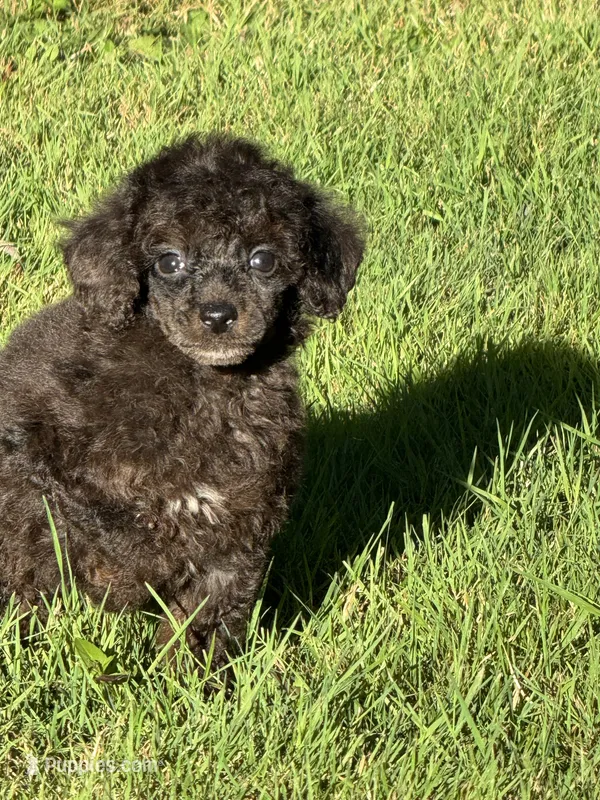 Male 3 – Poodle - Miniature  puppy for sale in Bellingham, WA