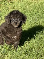 Male 3, a male Poodle - Miniature  for sale in Bellingham, WA – 1 of 6