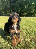 Female 1, a female Poodle - Miniature  for sale in Bellingham, WA – 2 of 5