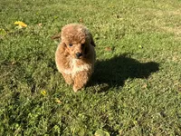 Male 2, a male Poodle - Miniature  for sale in Bellingham, WA – 2 of 6