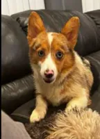 Going into heat soon-Gigi, a female Pembroke Welsh Corgi for sale in Bellingham, WA – 1 of 3