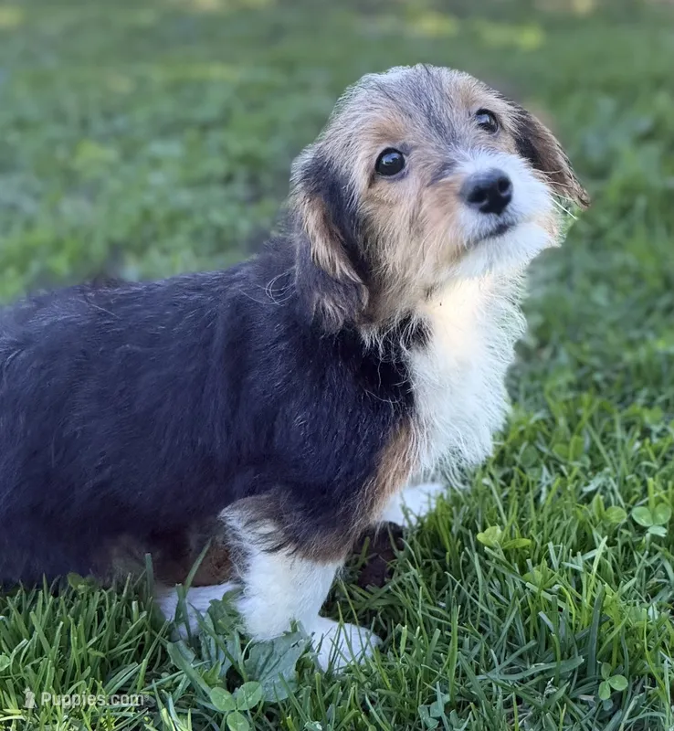 Boba – Pembroke Welsh Corgi, Poodle - Miniature  puppy for sale in Bellingham, WA