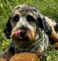 Blue Bear, a male Aussiedoodle for sale in Bellingham, WA – 3 of 6
