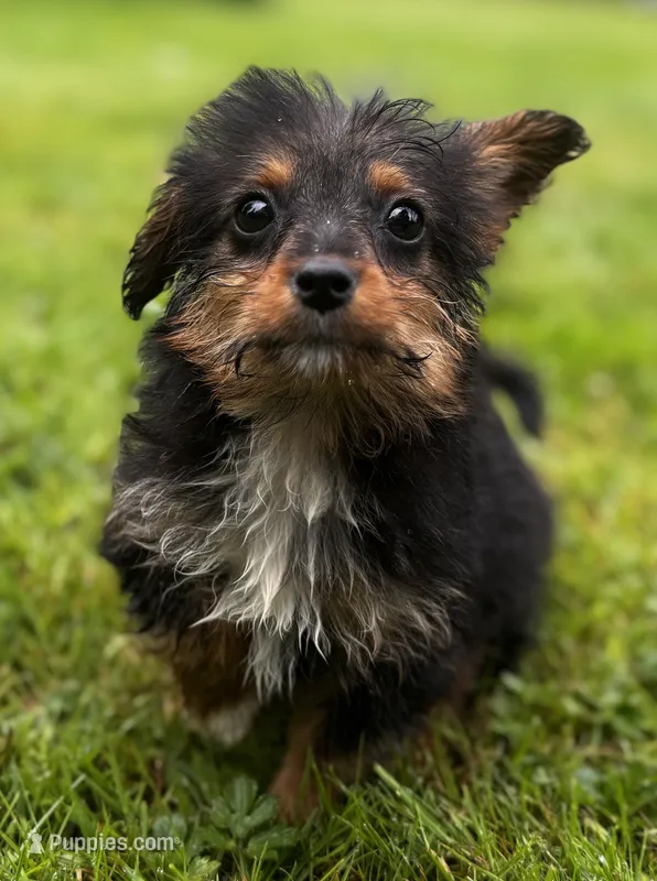 Mocha – Pembroke Welsh Corgi, Poodle - Miniature  puppy for sale in Bellingham, WA