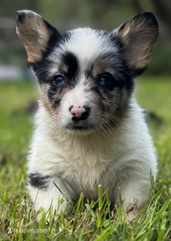 Trigger – Pembroke Welsh Corgi puppy for sale in Bellingham, WA