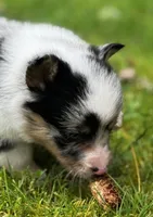 Trigger, a male Pembroke Welsh Corgi for sale in Bellingham, WA – Photo 2 of 3