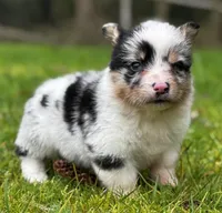 Trigger, a male Pembroke Welsh Corgi for sale in Bellingham, WA – Photo 1 of 3