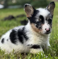 Trigger, a male Pembroke Welsh Corgi for sale in Bellingham, WA – 2 of 5