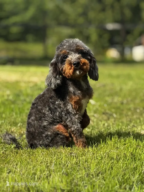 Christopher-PENDING – Poodle - Miniature  puppy for sale in Bellingham, WA
