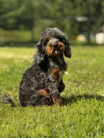 Christopher-PENDING, a male Poodle - Miniature  for sale in Bellingham, WA – 1 of 2