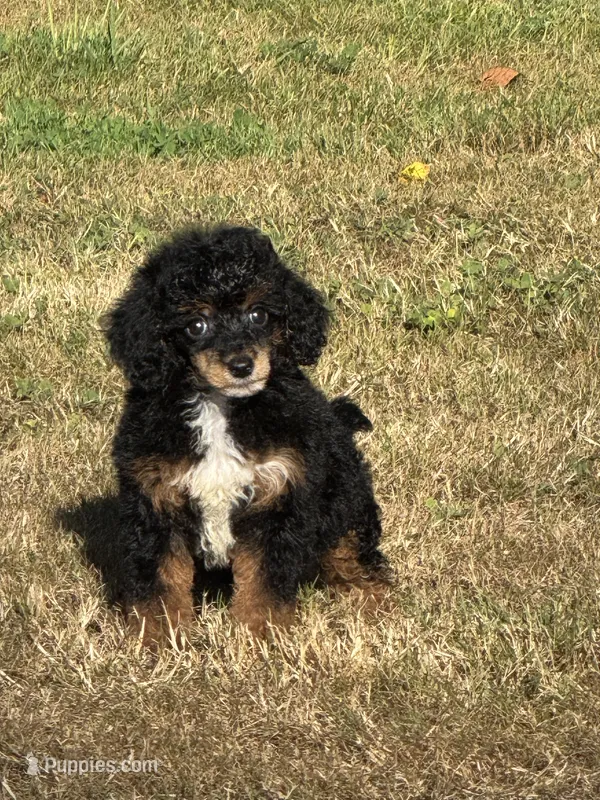 Male 1 – Poodle - Miniature  puppy for sale in Bellingham, WA