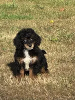 Male 1, a male Poodle - Miniature  for sale in Bellingham, WA – 1 of 6