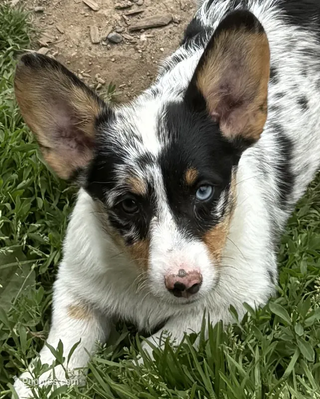Chester – Pembroke Welsh Corgi puppy for sale in Bellingham, WA