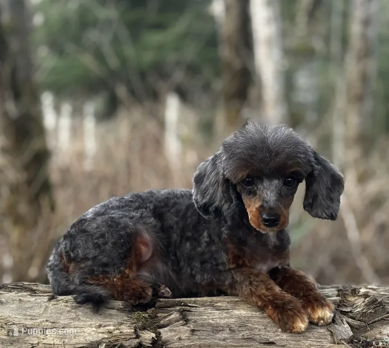 Christopher – Poodle - Miniature  puppy for sale in Bellingham, WA