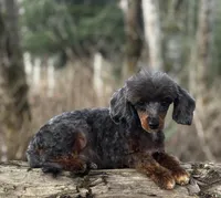 Christopher, a male Poodle - Miniature  for sale in Bellingham, WA – 1 of 1