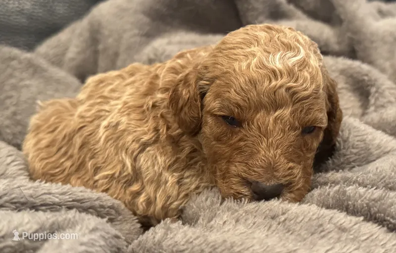 Male 2 – Poodle - Miniature  puppy for sale in Bellingham, WA
