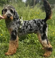 Blue Bear, a male Aussiedoodle for sale in Bellingham, WA – 2 of 6