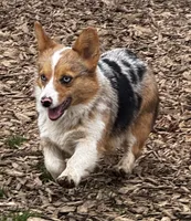 Going into heat soon-Gigi, a female Pembroke Welsh Corgi for sale in Bellingham, WA – 3 of 3
