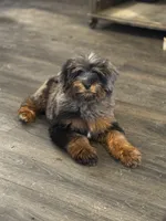 Blue Bear, a male Aussiedoodle for sale in Bellingham, WA – 6 of 6