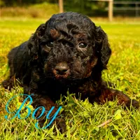 F1B aussiedoodle, a male Aussiedoodle for sale in Bellingham, WA – Photo 6 of 6