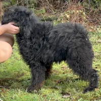 F1B aussiedoodle, a male Aussiedoodle for sale in Bellingham, WA – Photo 3 of 6